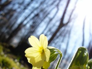 Die Schlüsselblume, bringt dir Freude, Leichtigkeit und nimmt Zukunftsängste
