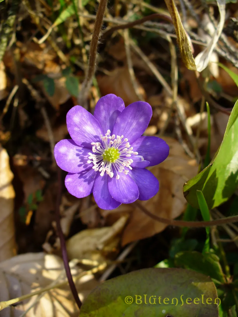 Leberblümchen – Gelassenheit 10ml
