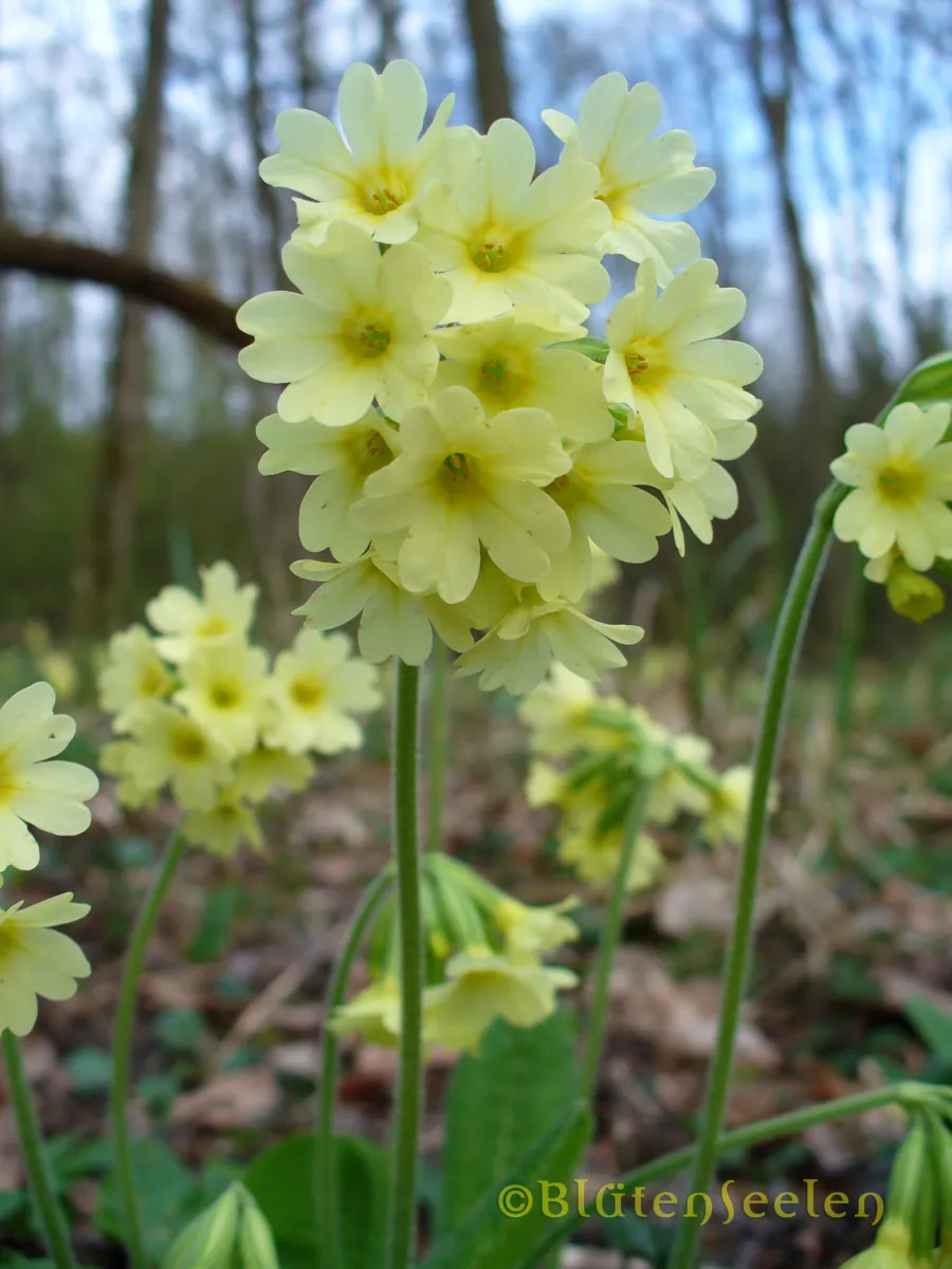 Schlüsselblume – Frieden 10ml