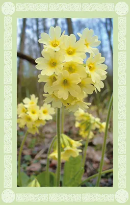 Schlüsselblume