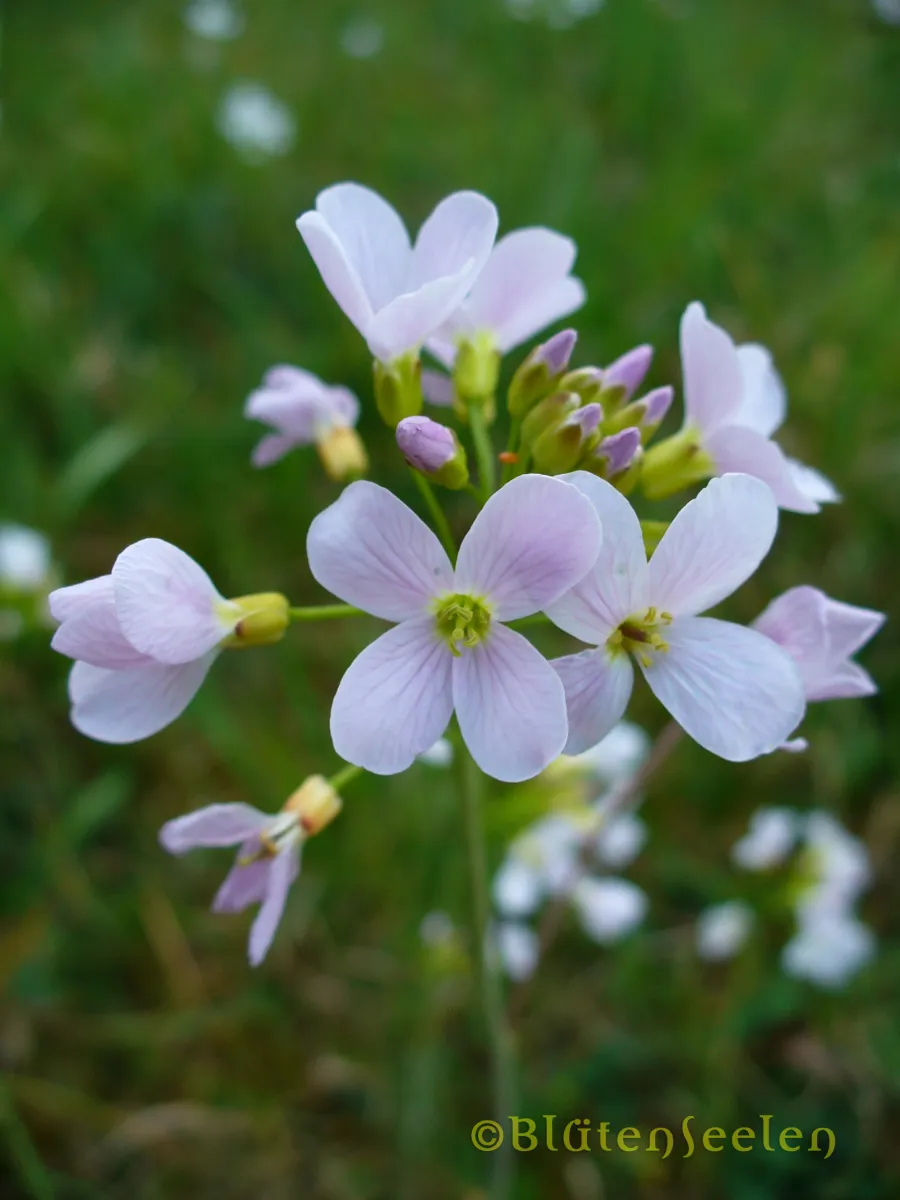 Wiesenschaumkraut – Selbstliebe 10 ml