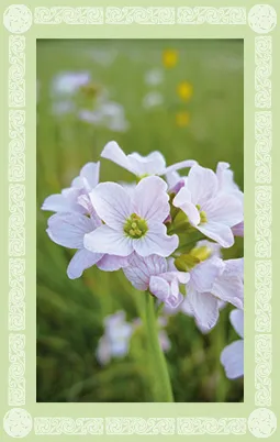 Wiesenschaumkraut